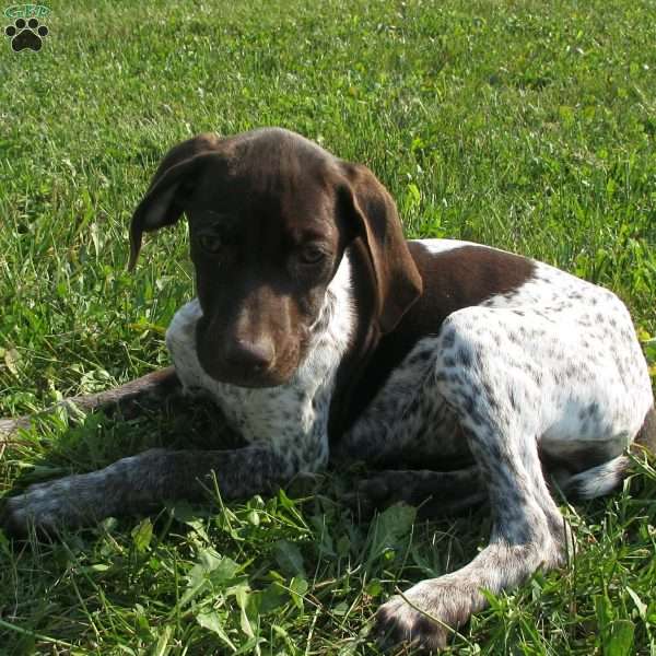 Brittany, German Shorthaired Pointer Puppy